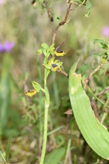Ophrys sicula