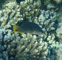 Gomphosus klunzingeri