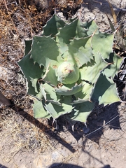 Agave seemanniana