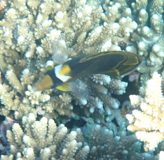 Chaetodon fasciatus