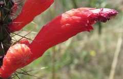 Cleistocactus baumannii