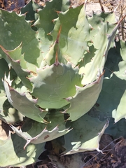 Agave seemanniana
