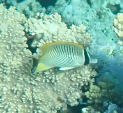 Chaetodon trifascialis