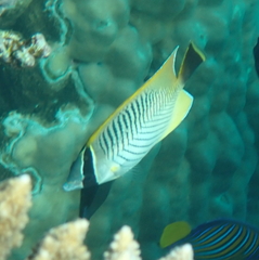 Chaetodon trifascialis