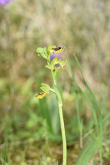 Ophrys sicula