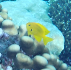 Pomacentrus sulfureus