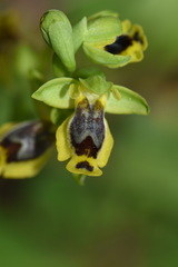 Ophrys sicula