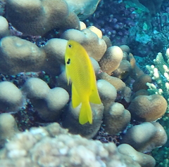 Pomacentrus sulfureus
