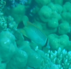 Chaetodon trifascialis