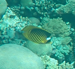 Chaetodon fasciatus