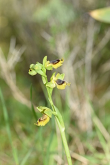 Ophrys sicula
