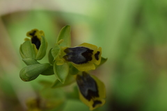 Ophrys sicula