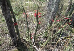 Cleistocactus baumannii