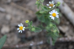 Perityle microglossa