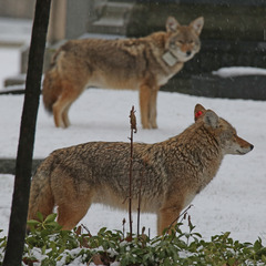 Canis latrans