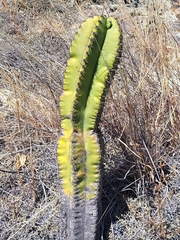 Myrtillocactus schenckii