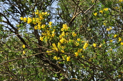 Hippocrepis emerus emeroides