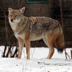 Canis latrans