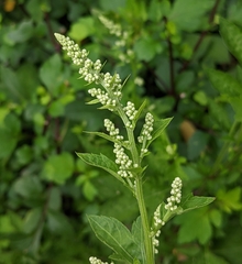 Artemisia lactiflora