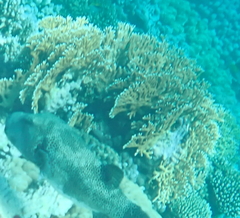Millepora dichotoma