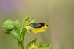 Ophrys sicula