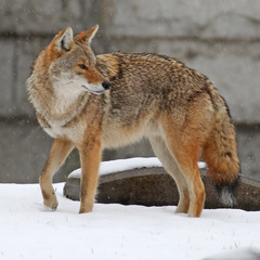 Canis latrans