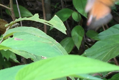 Rapala iarbus iarbus