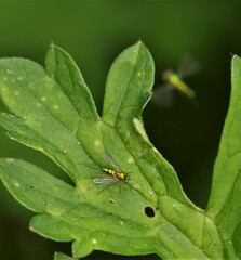 Condylostylus caudatus
