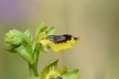 Ophrys sicula