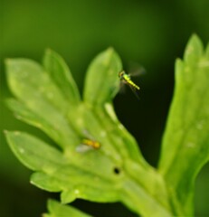 Condylostylus caudatus