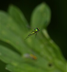 Condylostylus caudatus