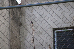 Cynanthus latirostris