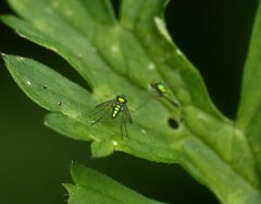 Condylostylus caudatus