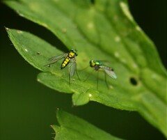 Condylostylus caudatus