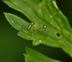 Condylostylus caudatus