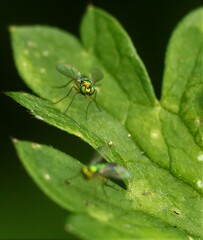 Condylostylus caudatus