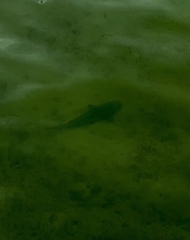 Carcharhinus limbatus