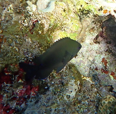 Neoglyphidodon melas