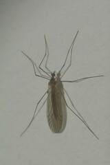 Trichoceridae