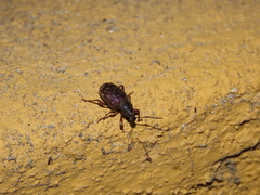 Otiorhynchus cribricollis