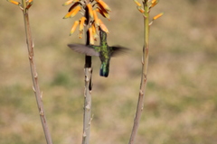 Cynanthus latirostris