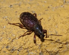 Otiorhynchus cribricollis
