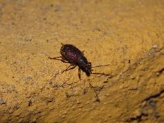 Otiorhynchus cribricollis