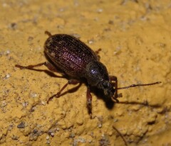 Otiorhynchus cribricollis