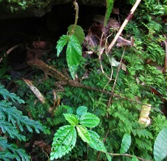 Anolis oculatus