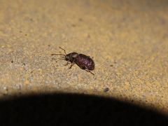Otiorhynchus cribricollis