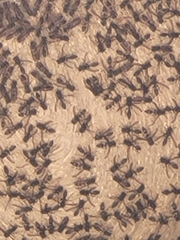 Polybia plebeja