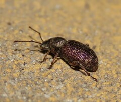 Otiorhynchus cribricollis