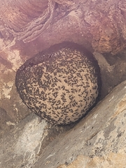 Polybia plebeja