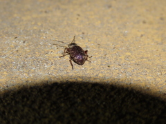 Otiorhynchus cribricollis